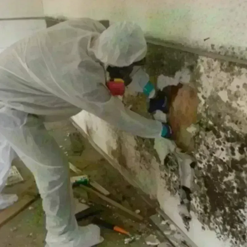 Mold Remediation and Removal in Covington, IN